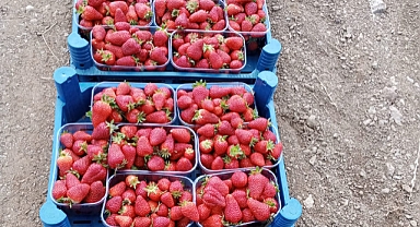 Muğla’nın Çilekleri Migros Raflarında