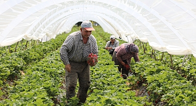 Köyceğiz Yaylaları’nda Çilek Üretiyorlar