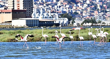 Doğaseverler Flamingo Festivali’nde Buluşacak