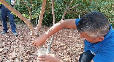 Büyükşehir Sakız Deneme Bahçesi İlk Ürünlerini Verdi