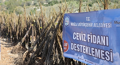 Büyükşehir Meyve Fidanı Dağıtımına Devam Ediyor