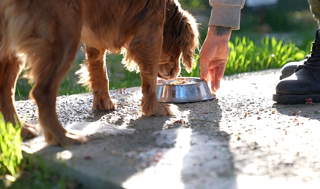Didim’de Her Geri Dönüşüm, Can Dostlarımıza Umut Olacak