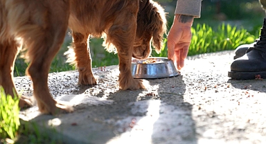 Didim’de Her Geri Dönüşüm, Can Dostlarımıza Umut Olacak