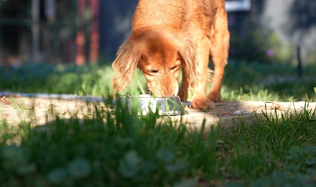 Didim Belediyesi’nden Can Dostları İçin Anlamlı İş Birliği